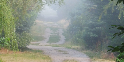 Pathway through wood in fog